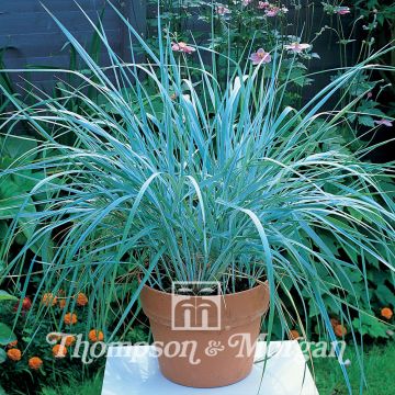 Leymus arenarius (zaad) - Zandhaver