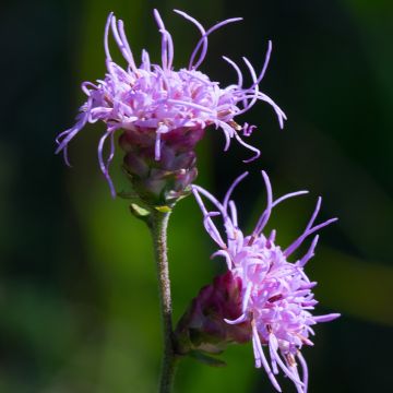 Liatris ligulistylis - Lampenpoetser