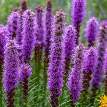 Liatris pycnostachya - Prachtschaarde