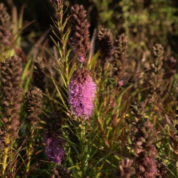 Liatris spicata Kobold - Knopige slangenwortel