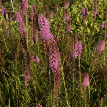 Liatris spicata Floristan Violet - Knopige slangenwortel