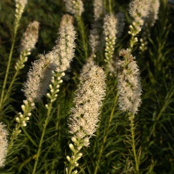 Liatris spicata Floristan White - Knopige slangenwortel