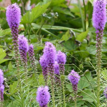 Liatris spicata Paars (zaad) - Knopige slangenwortel