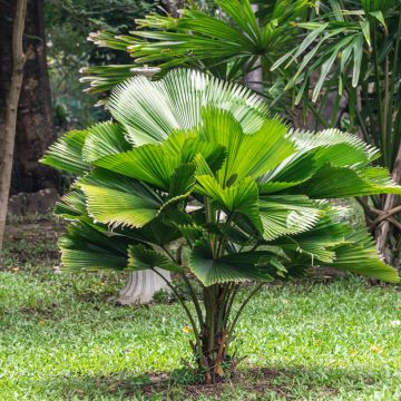 Licuala grandis - Waaierpalm