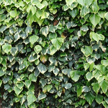 Hedera colchica Dentata Variegata - Colchische klimop