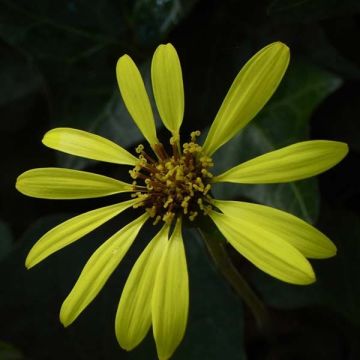 Ligularia Osiris Cafe Noir - Kruiskruid