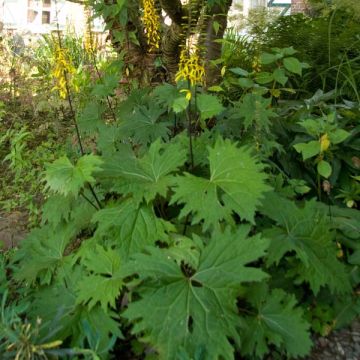 Ligularia przewalskii - Kruiskruid