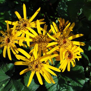 Ligularia dentata - Kruiskruid