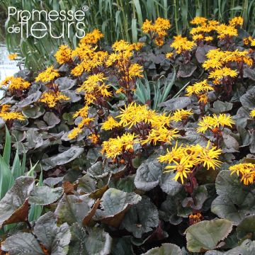 Ligularia dentata Dark Beauty - Kruiskruid