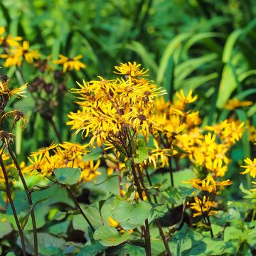 Ligularia dentata Othello - Kruiskruid