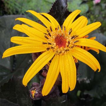 Ligularia dentata Pandora - Kruiskruid