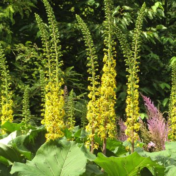 Ligularia veitchiana - Kruiskruid