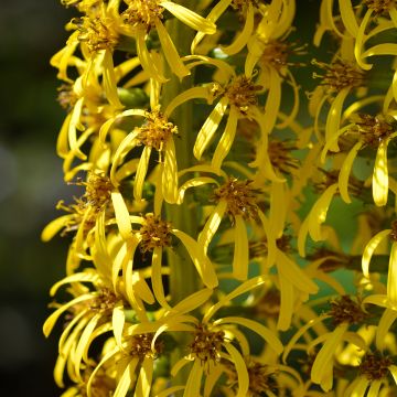 Ligularia wilsoniana - Kruiskruid