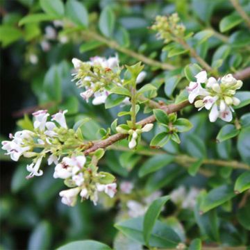 Ligustrum delavayanum - Yunnanliguster