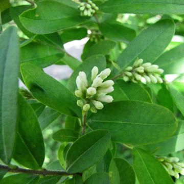 Ligustrum obtusifolium Regelianum - Liguster