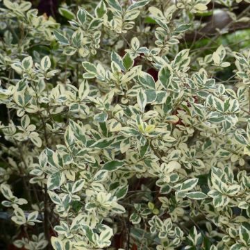Ligustrum ovalifolium Argenteum - Haagliguster