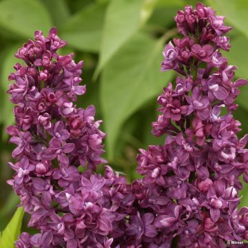 Syringa vulgaris Charles Joly - Gewone sering