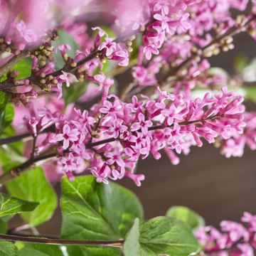 Syringa meyeri Little Rosie - Dwergsering