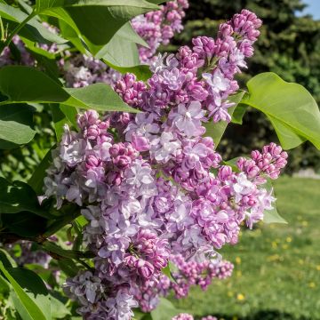Syringa vulgaris Kindy Rose - Gewone sering