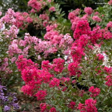 Lagerstroemia indica Gourmet Red Red Wine - Indische sering