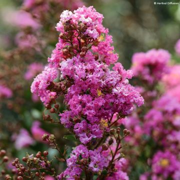 Lagerstroemia indica Enduring Lavender - Indische sering