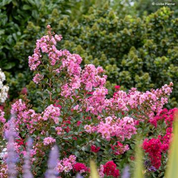 Lagerstroemia indica Gourmet Choco Pink - Indische sering
