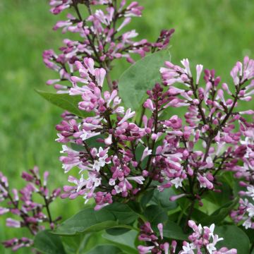 Syringa Baby Kim - Dwergsering