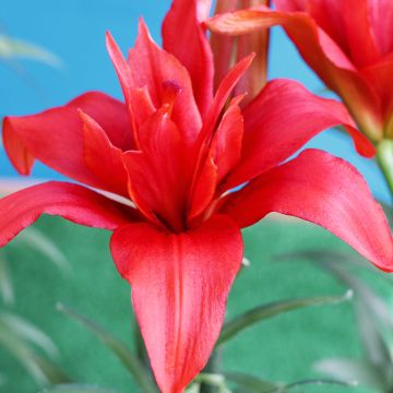 Aziatische dubbele lelie Bald Eagle