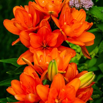 Aziatische dubbele lelie Hulk