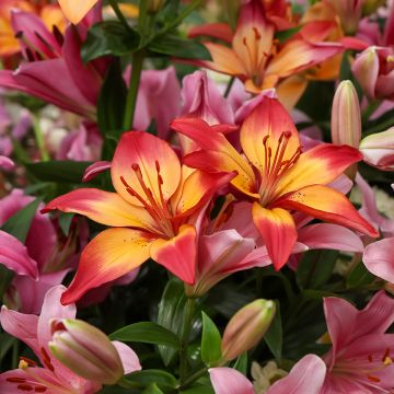 Aziatische lelie Heartstrings