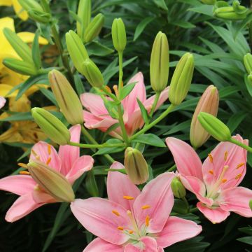 Lilium Foxtrot - Aziatische lelie
