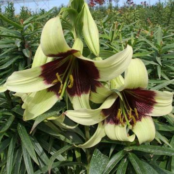 Lilium nepalense - Nepalese lelie