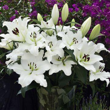 Lilium Petacas - Oriëntaalse lelie