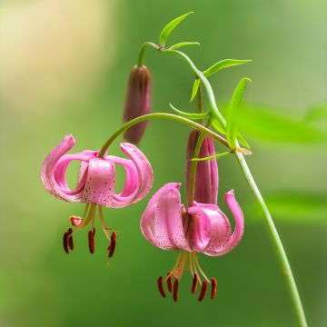 Lilium martagon - Turkse lelie