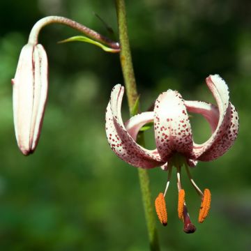 Lilium martagon var. albiflorum - Turkse lelie