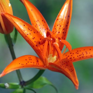 Lilium tsingtauense - Lelie