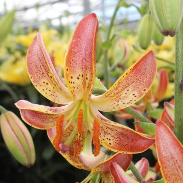 Lilium martagon Slates Morning - Turkse lelie