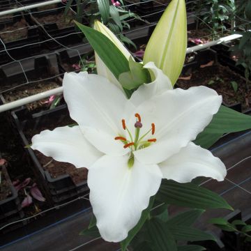 Lilium Premium Blond - Oriëntaalse lelie