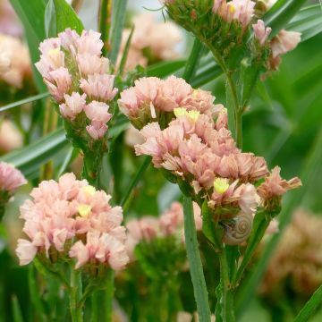 Limonium sinuatum QIS Apricot (zaad) - Statice Limonium sinuatum QIS Apricot (zaad) - Statice