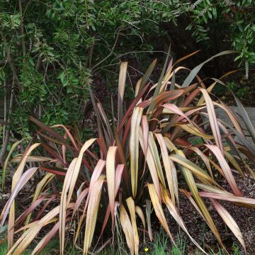 Phormium tenax Flamingo - Nieuw-Zeelands vlas