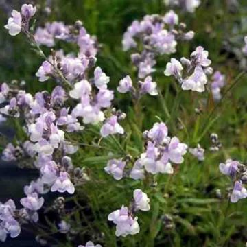 Linaria anticaria Antique Silver - Vlasleeuwenbek