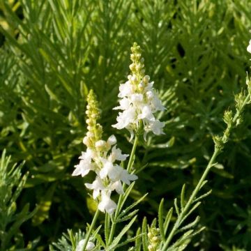 Linaria purpurea Alba - Vlasleeuwenbek
