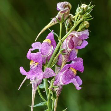 Linaria triornithophora - Drievogel-linaria