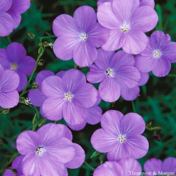 Linum narbonense Heavenly Blue (zaad) - Blauw vlas