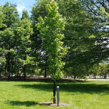 Liquidambar styraciflua Slender Silhouette - Amberboom