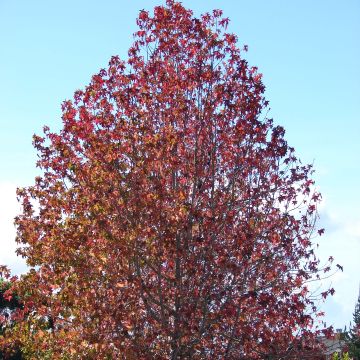 Liquidambar styraciflua - Amberboom