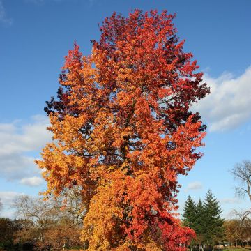 Liquidambar styraciflua Golden Sun - Amberboom