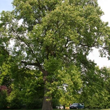 Liriodendron tulipifera - Tulpenboom