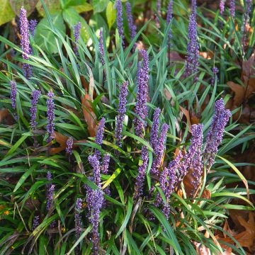 Liriope muscari Big Blue - Leliegras