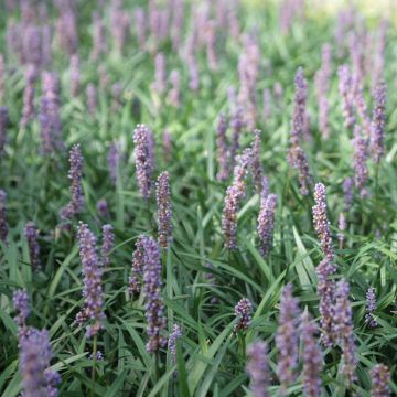 Liriope muscari Ingwersen - Leliegras